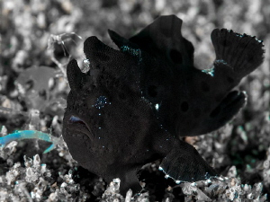 BluEyed Beauty

This tiny frogfish was walking along th... by Robin Bateman 